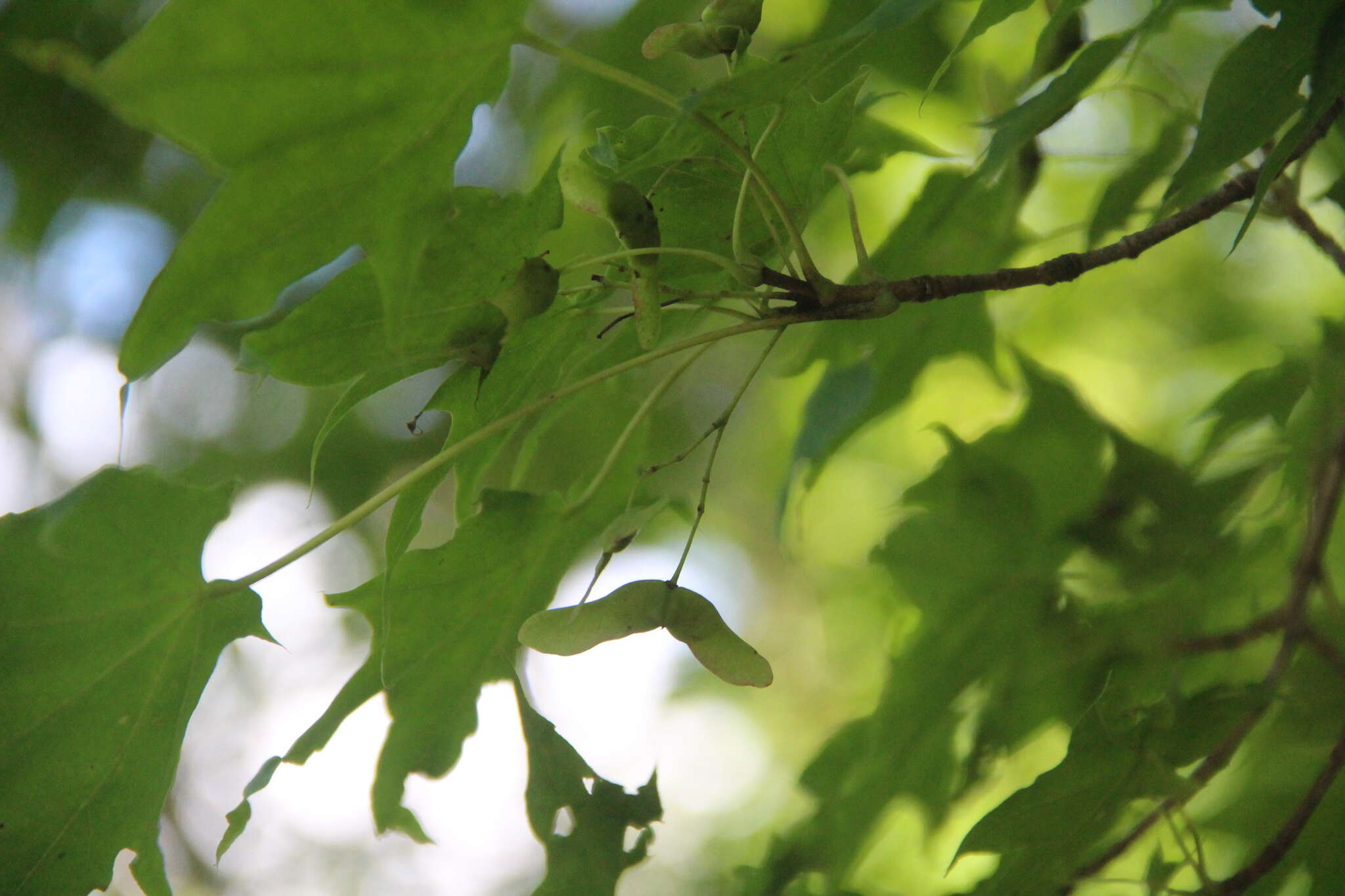 Image of Acer pictum subsp. mono (Maxim.) H. Ohashi