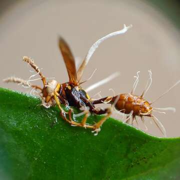 Image of Ophiocordyceps humbertii (C. P. Robin) G. H. Sung, J. M. Sung, Hywel-Jones & Spatafora 2007