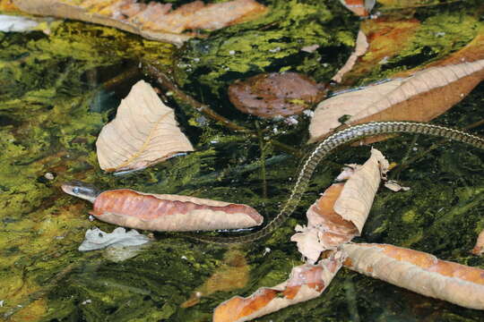 Image of Chironius flavopictus (Werner 1909)