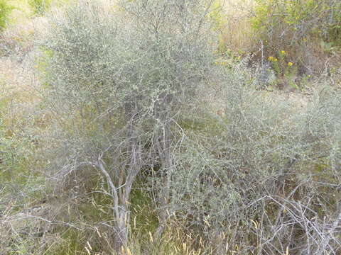 Olearia virgata var. lineata Kirk resmi