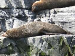 Image of South American Fur Seal