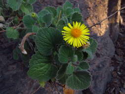 Perityle cordifolia (Rydb.) S. F. Blake resmi