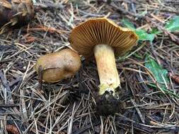 Image of Cortinarius parkeri Ammirati, M. T. Seidl & O. Ceska 2012