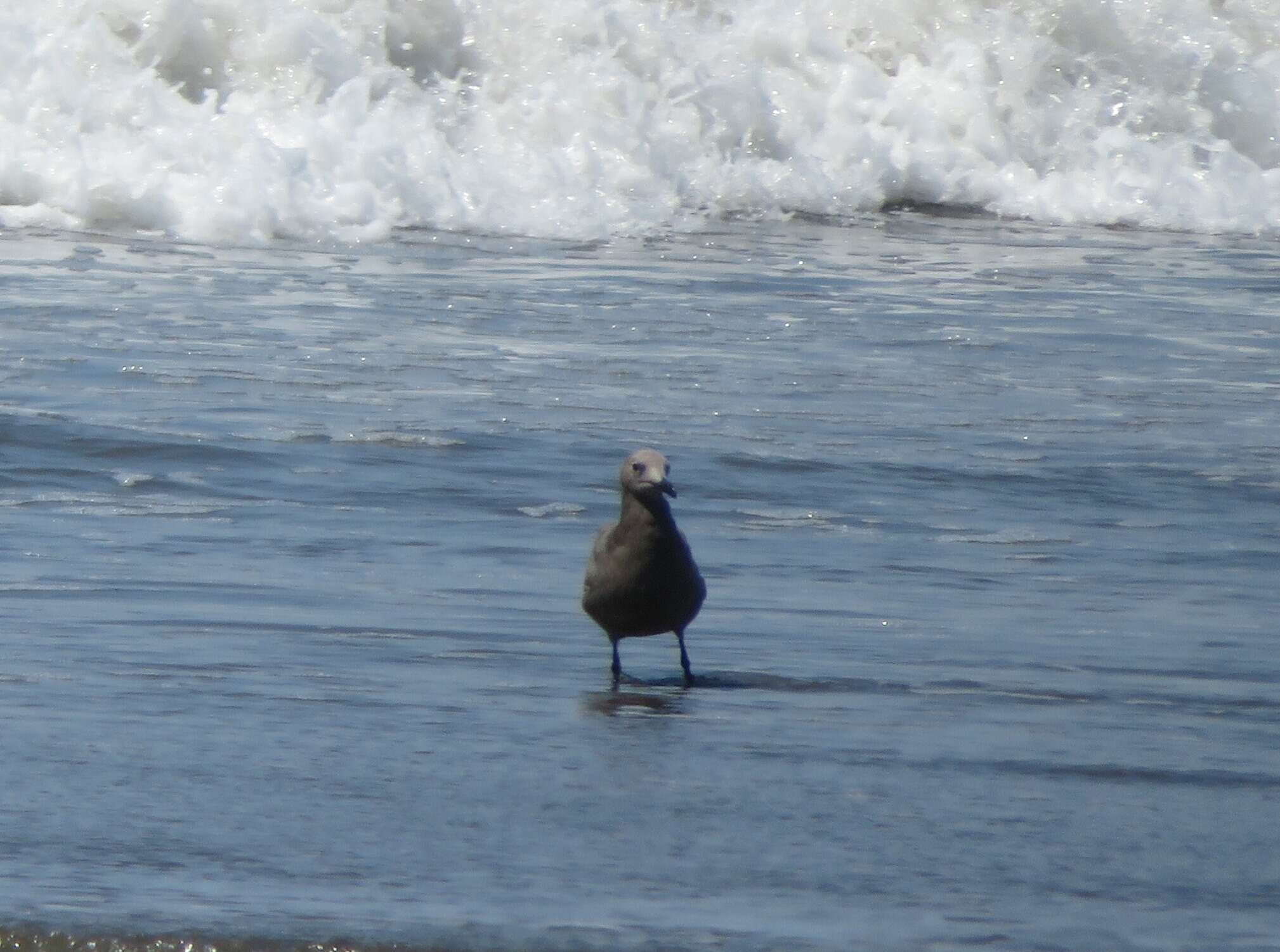 Image of Grey Gull