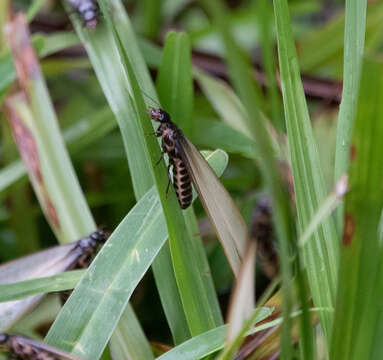 Image de Pseudacanthotermes