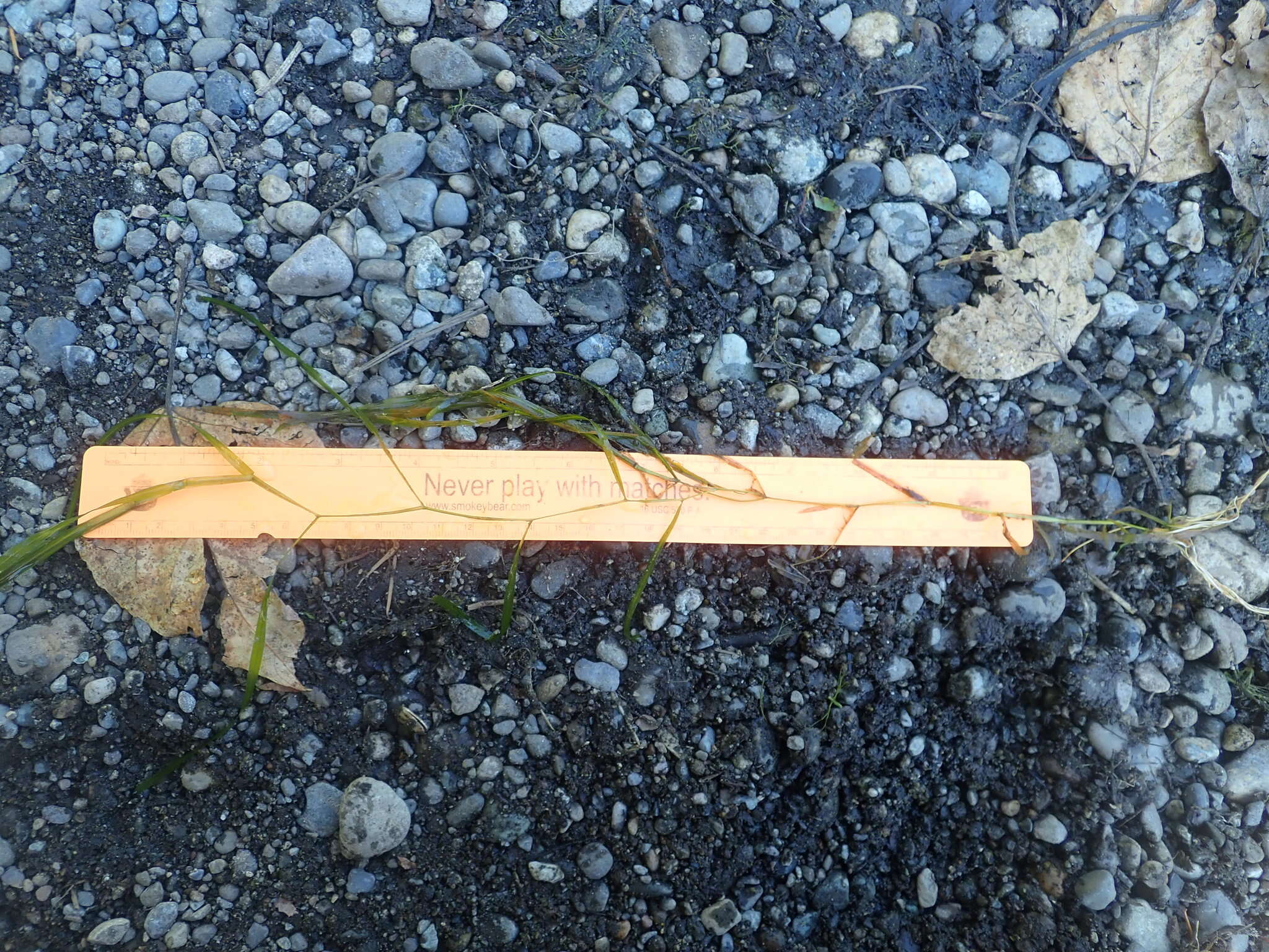 Image of Flat-Stem Pondweed