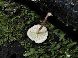 Слика од Marasmius croceus G. Stev. 1964