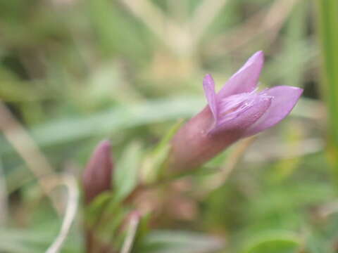 Image of Gentianella amarella subsp. amarella