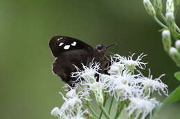 Image of Hammock Skipper