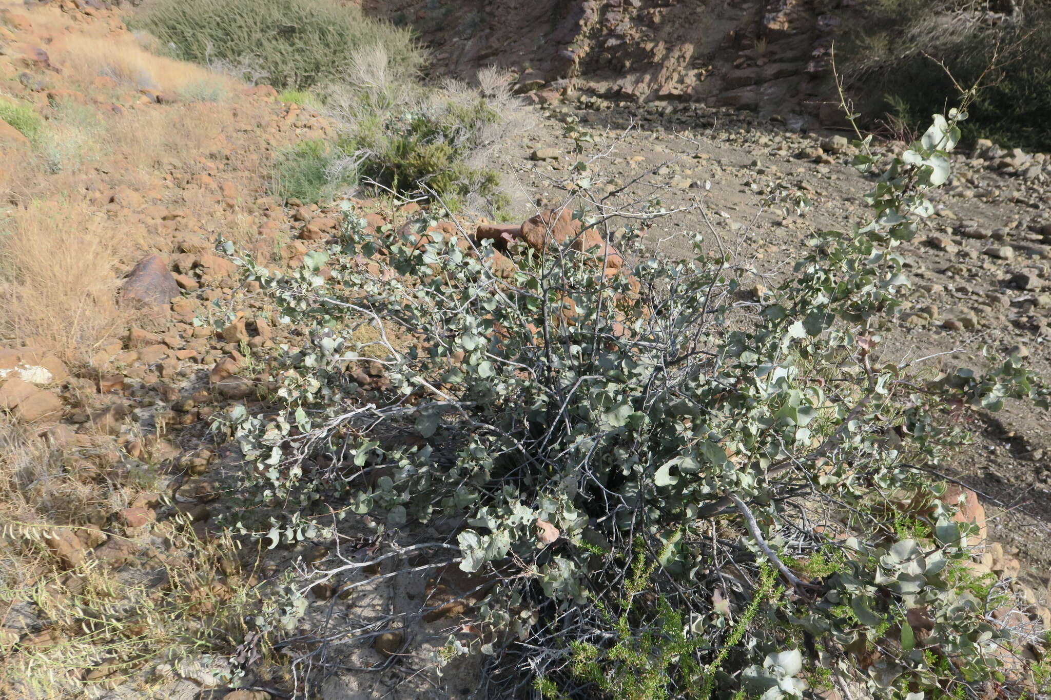 Image of Dyerophytum indicum (Gibs. ex Wight) O. Kuntze