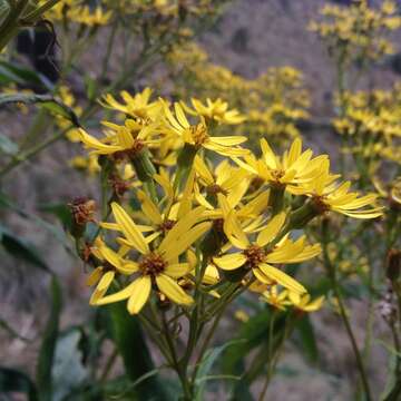 Image of Huachuca Mountain ragwort