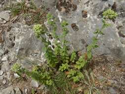 Image of Origanum vulgare subsp. virens (Hoffmanns. & Link) Ietsw.