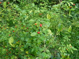 Image of bird pepper