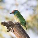 Psilopogon asiaticus asiaticus (Latham 1790) resmi