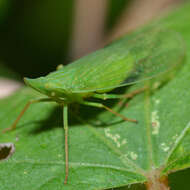 Image of Rhynchomitra microrhina (Walker 1851)