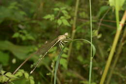 Image of Pseudocopera annulata (Selys 1863)