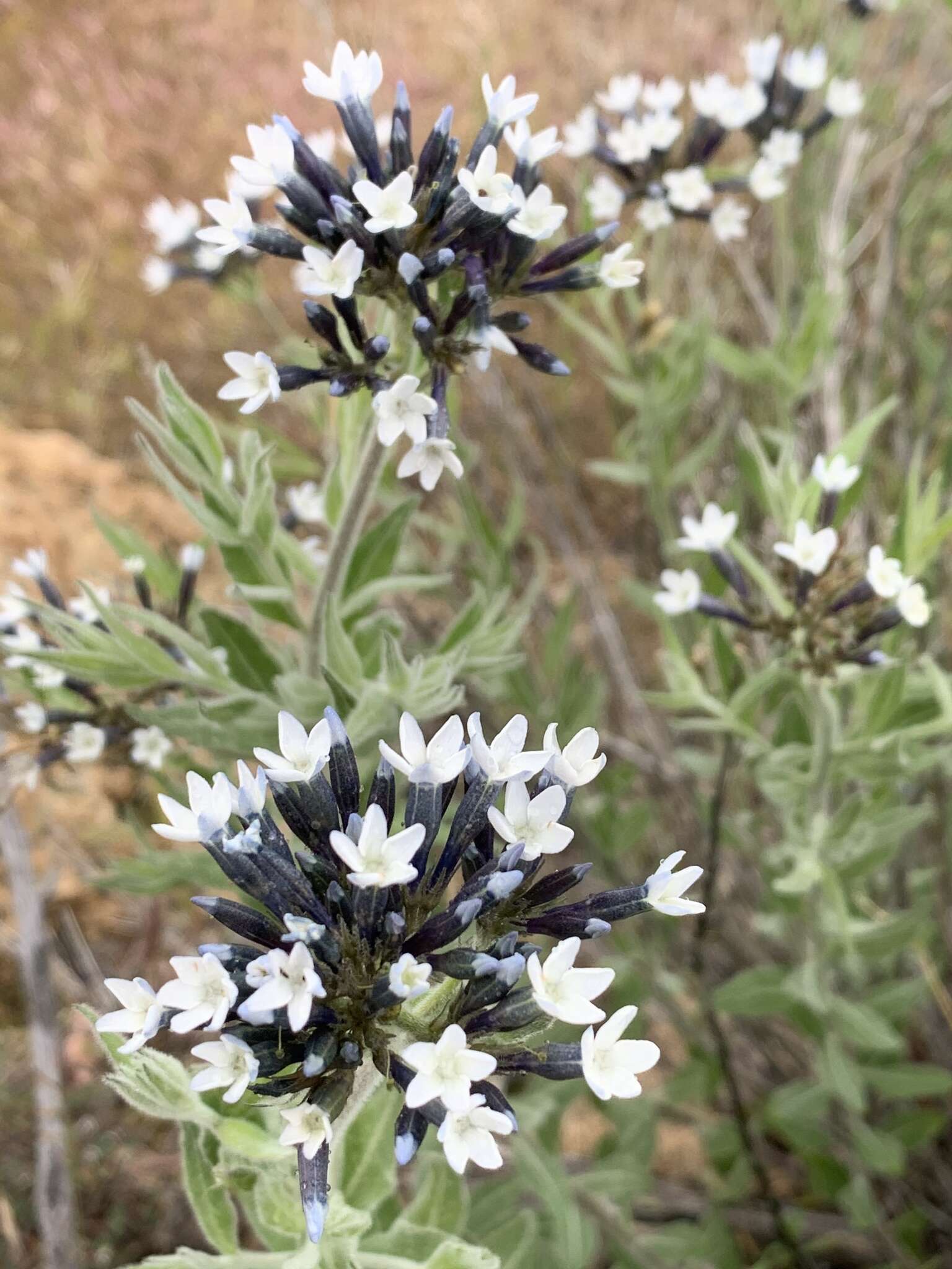 Plancia ëd Amsonia palmeri A. Gray