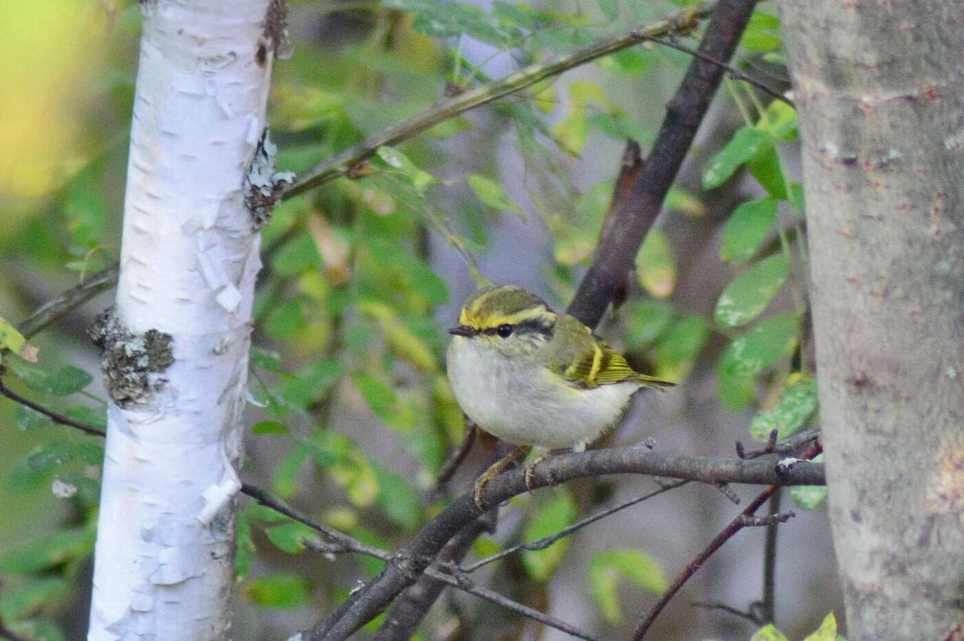 Image of Lemon-rumped Warbler