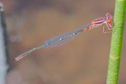 Image of Cherry Bluet