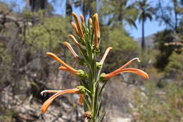 Слика од Lobelia excelsa Bonpl.