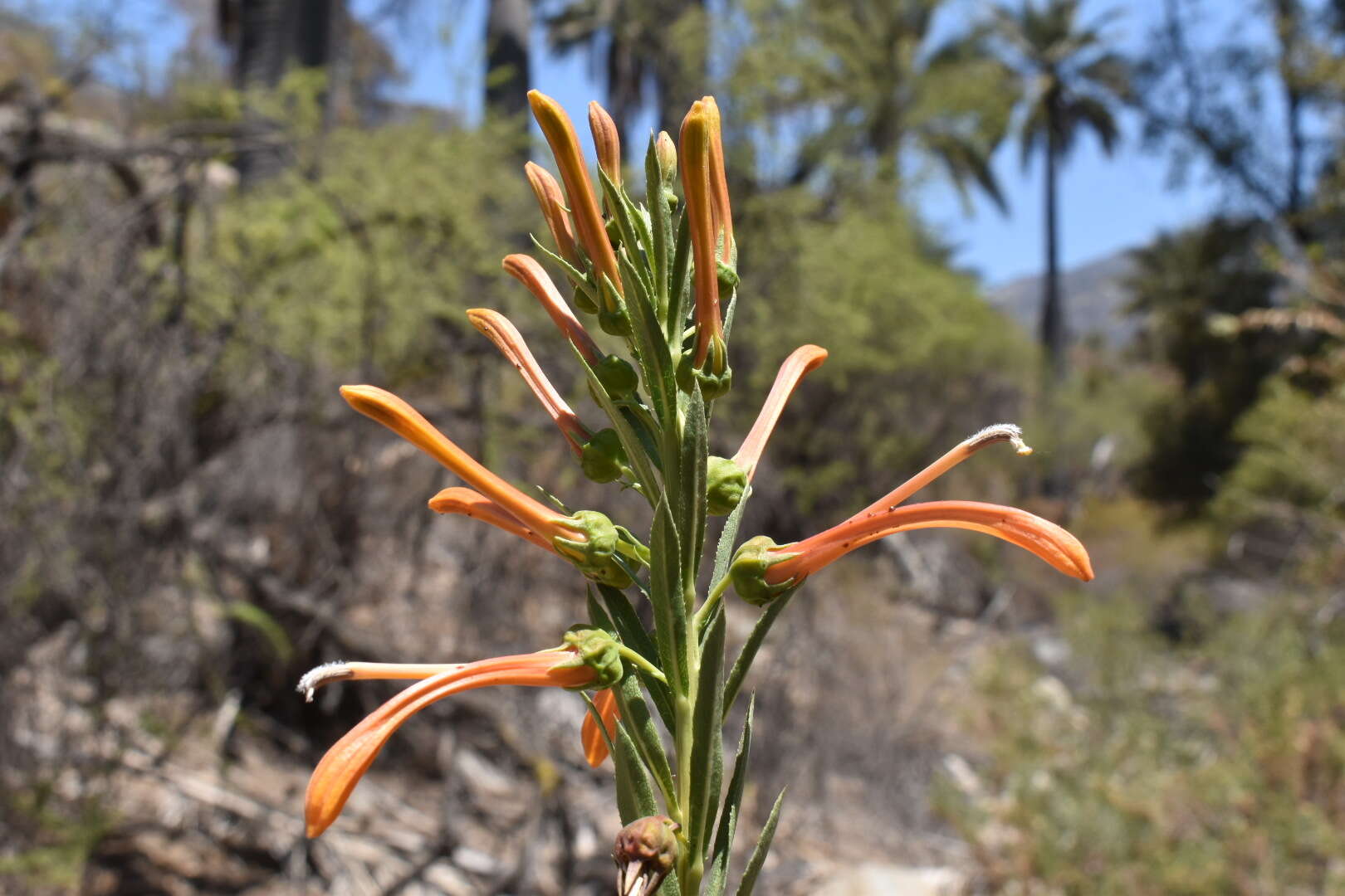 Слика од Lobelia excelsa Bonpl.