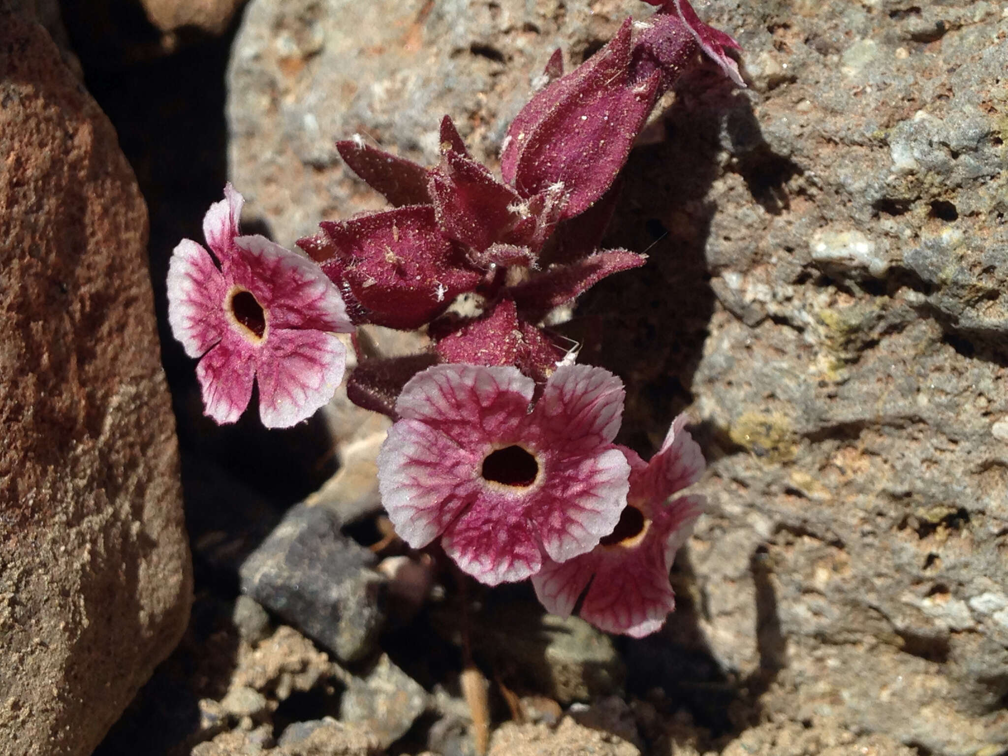 Imagem de Diplacus mohavensis (Lemmon) G. L. Nesom