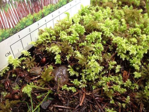 Image of leucolepis umbrella moss