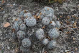 Image of Mammillaria haageana subsp. meissneri