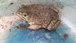 Image of Giant toad