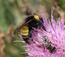 Image of Bombus zonatus Smith 1854