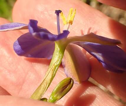 Imagem de Aristea ensifolia J. Muir