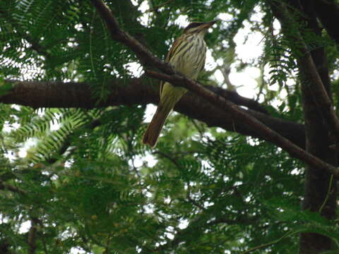 Imagem de Myiodynastes maculatus (Müller & Pls 1776)