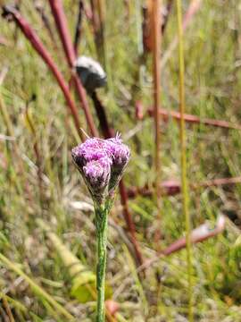 Image of Bristle-Leaf Chaffhead