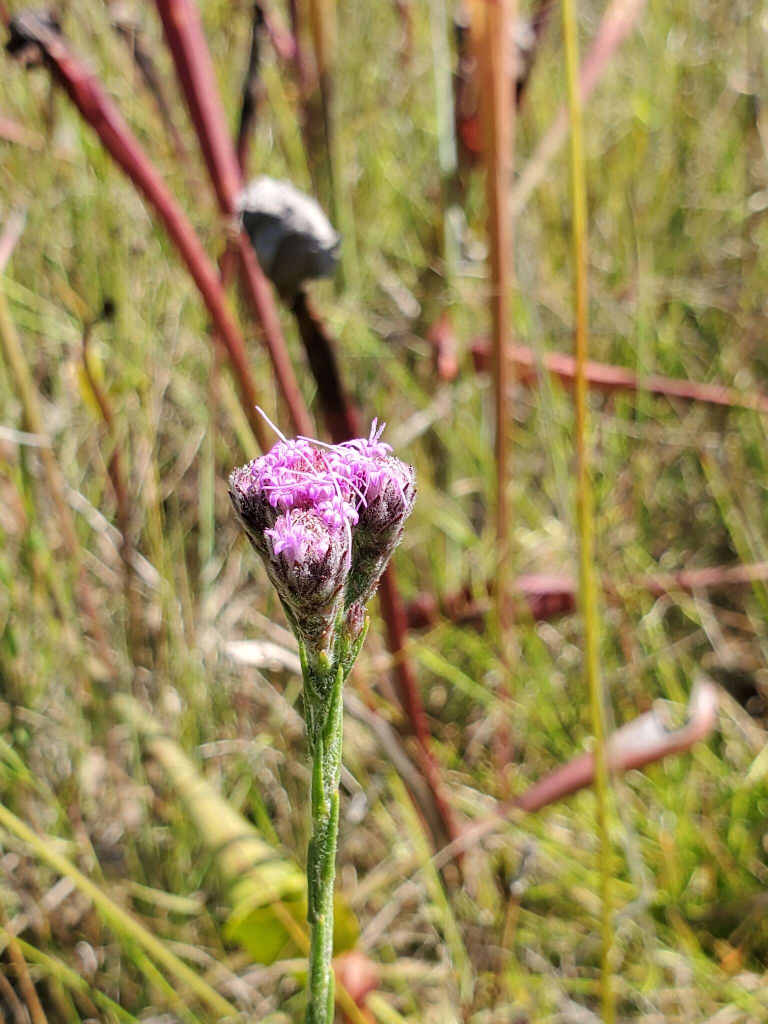 Carphephorus pseudoliatris Cass.的圖片