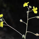 Image de Helianthemum origanifolium subsp. molle (Cav.) Font Quer & Rothm.
