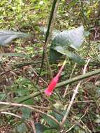 Image of Ruellia angustiflora (Nees) Lindau