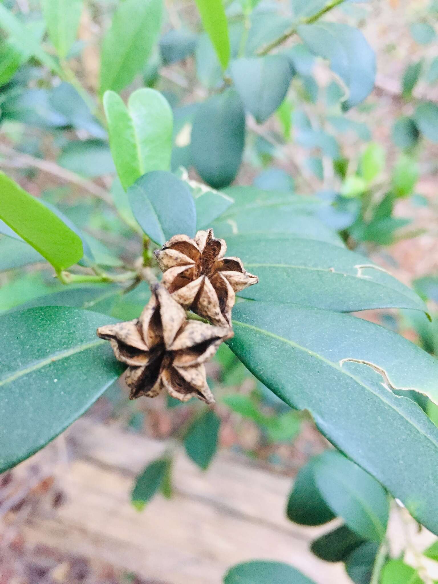 Image of Esenbeckia leiocarpa Engl.