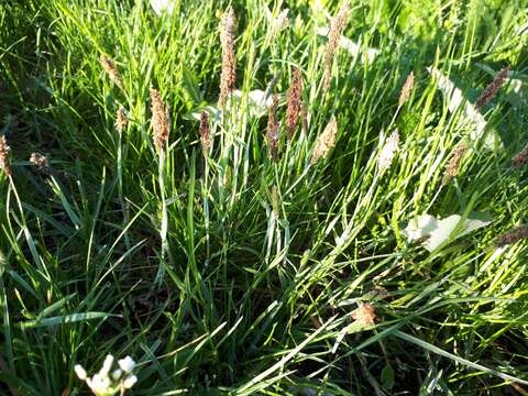 Image of marsh foxtail