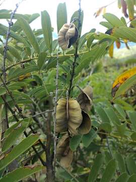 Imagem de Piscidia grandifolia (Donn. Sm.) I. M. Johnst.