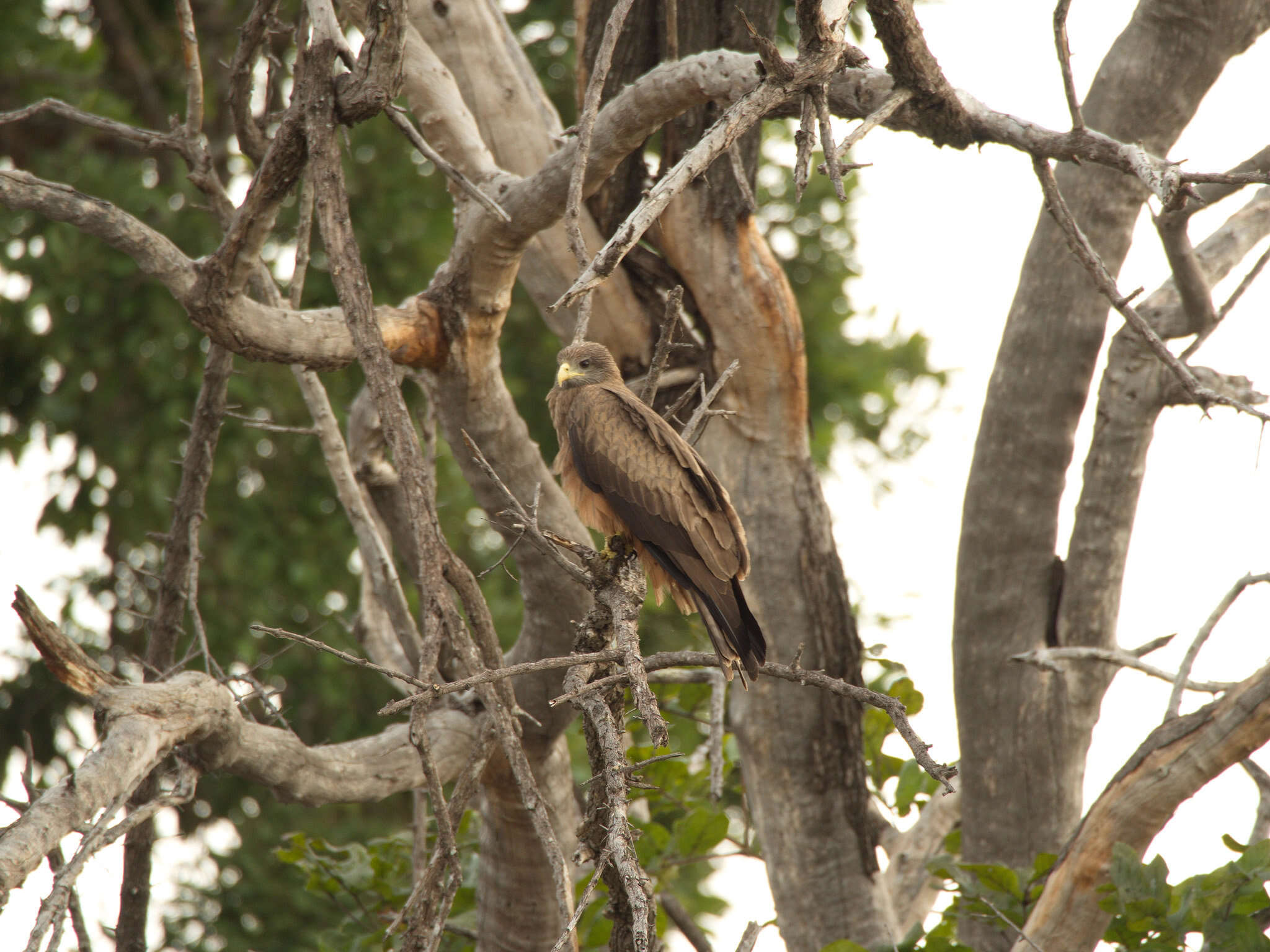 Image of <i>Milvus migrans parasitus</i>