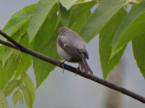 Image of Chestnut-bellied Seedeater