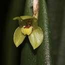 Imagem de Myoxanthus uxorius (Luer) Luer