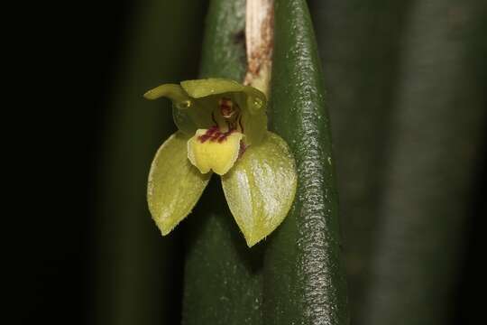 Image de Myoxanthus uxorius (Luer) Luer