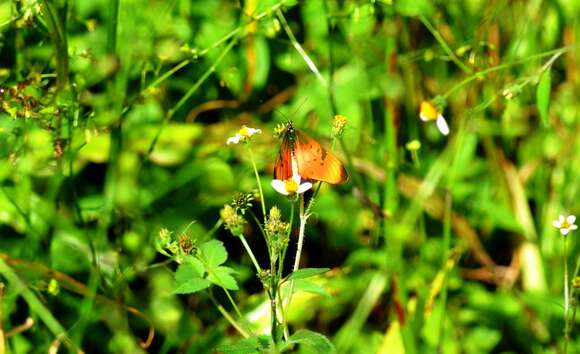 Image of Acraea natalica Boisduval 1847