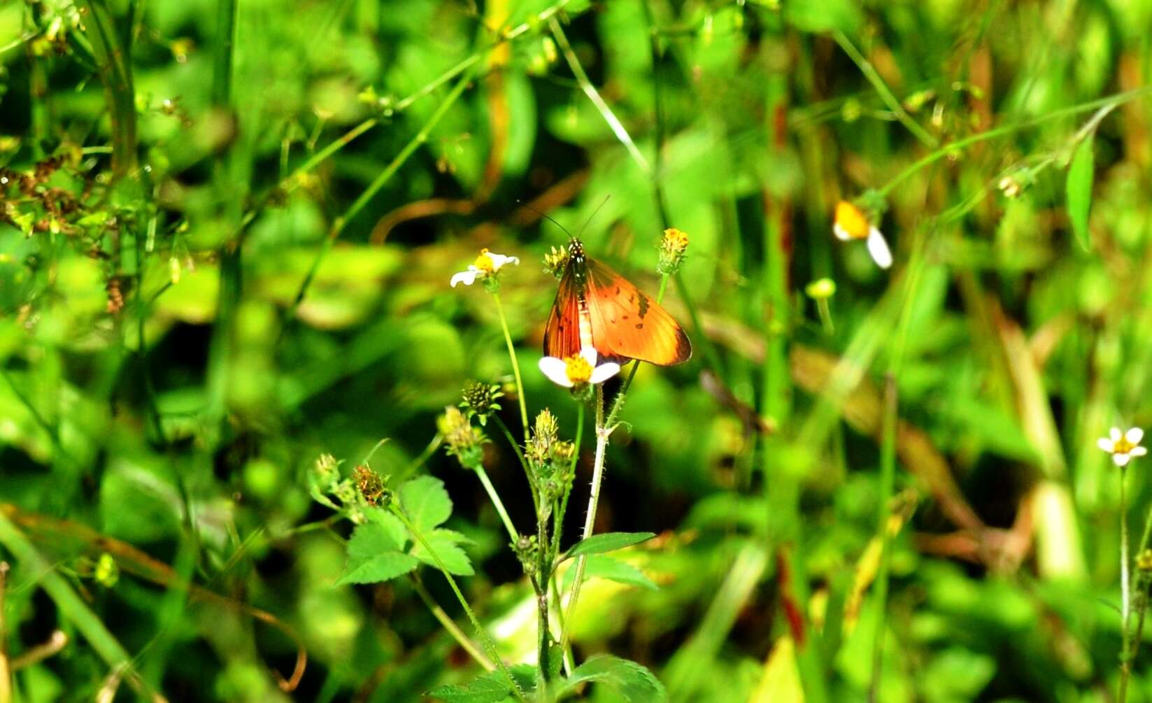 Image de Acraea natalica Boisduval 1847