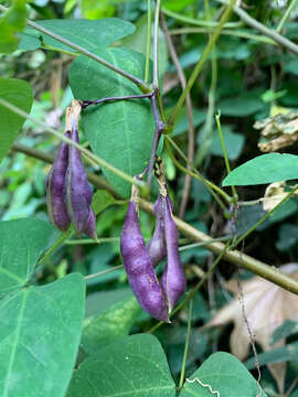 Image of Dumasia truncata Siebold & Zucc.