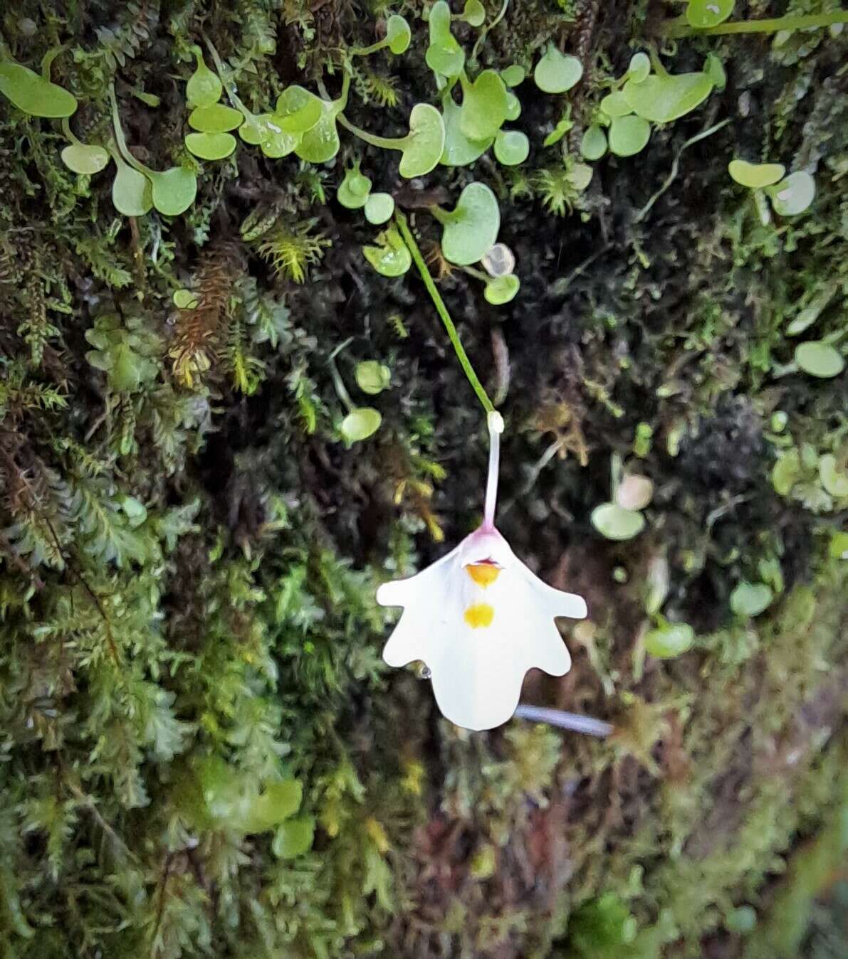 Image of Utricularia brachiata (R. Wight) Oliv.