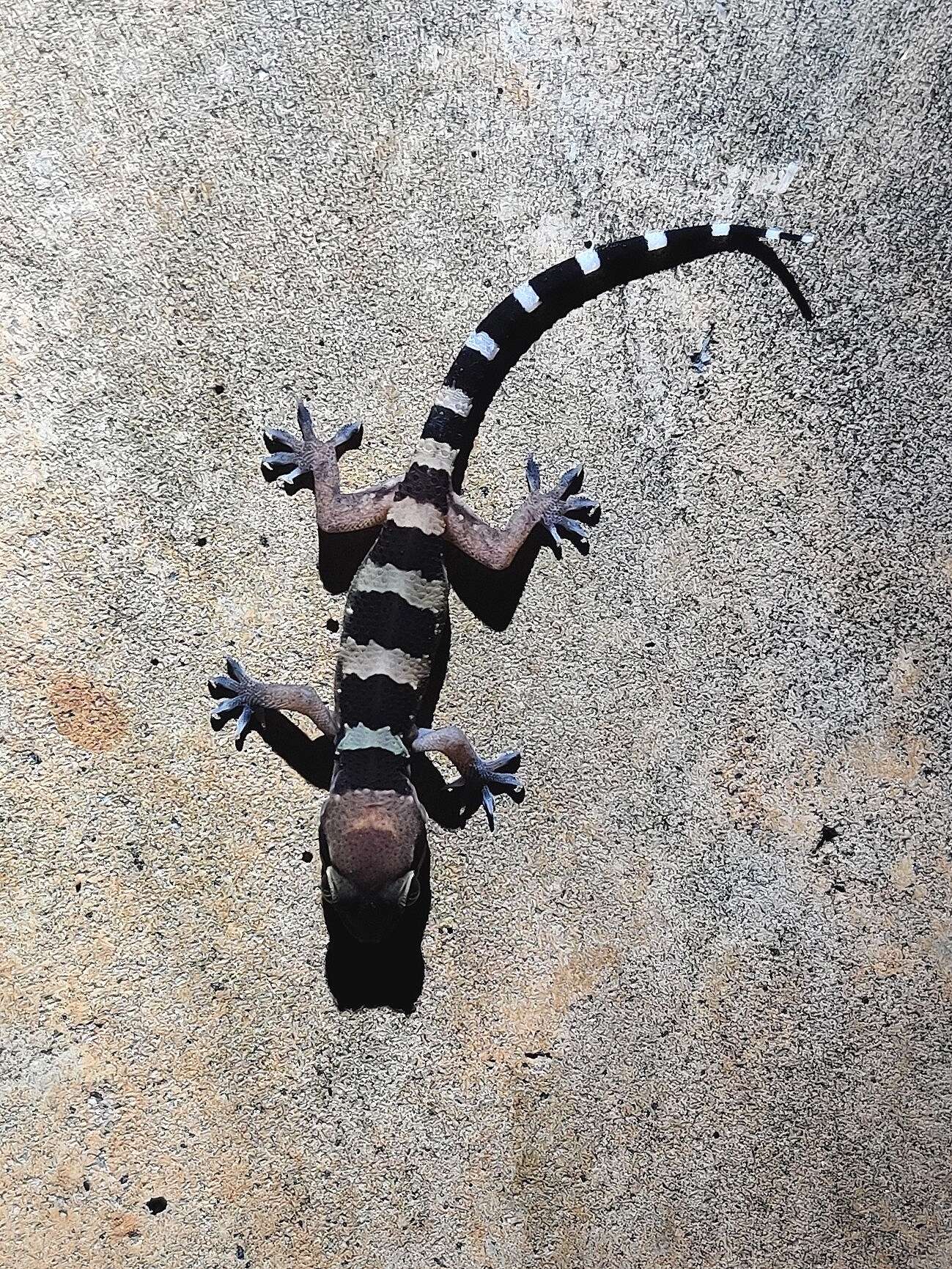 Image de Hemidactylus whitakeri Mirza, Gowande, Patil, Ambekar & Patel 2018