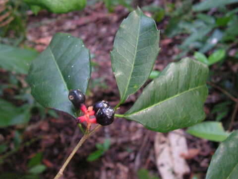 Image of Sorocea hilarii Gaud.