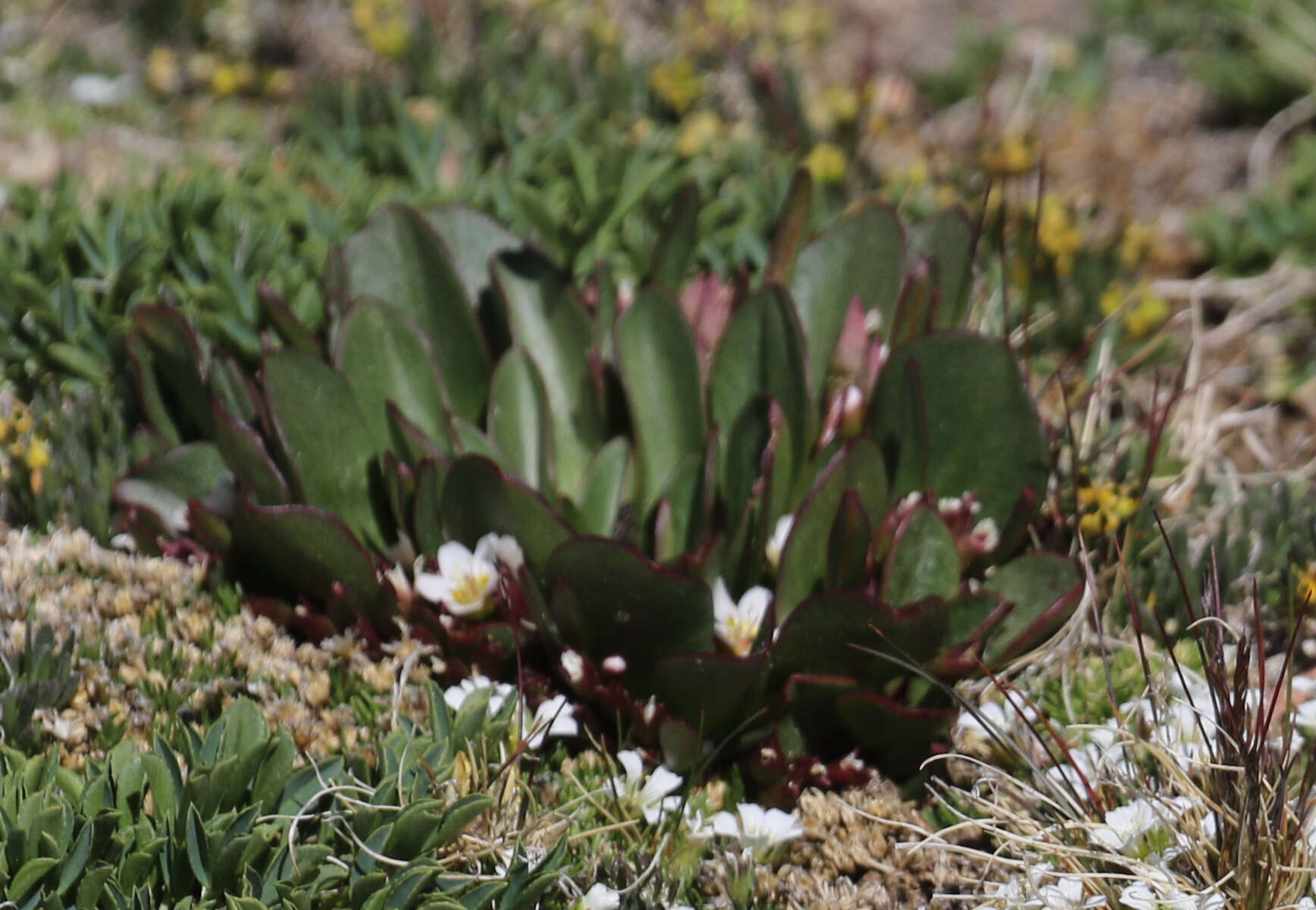 Image of alpine springbeauty